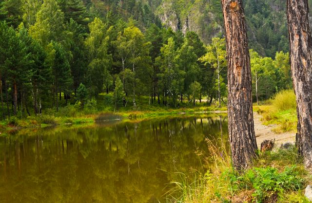 This image portrays a serene forest lake with lush pine trees reflecting on calm water during summer. The presence of vibrant greenery and tranquil waters makes it ideal for use in nature-themed designs, travel brochures, outdoor activity promotions, and environmental conservation campaigns.