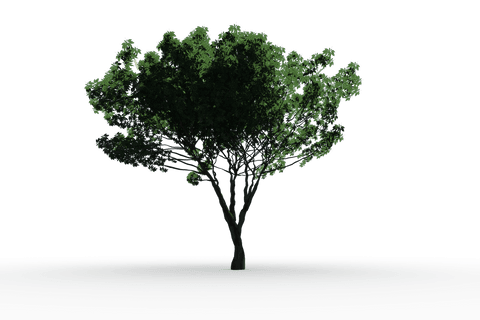 transparent lone green tree with foliate branches growing - Download Free Stock Videos Pikwizard.com