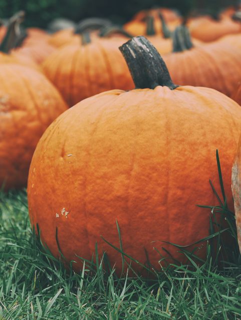 Image showcases large orange pumpkins resting on grass, ideal for illustrating themes of autumn, harvest season, and Halloween. Suitable for use in marketing materials for pumpkin patches, seasonal events, and festive decorations.