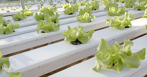 Hydroponic lettuce plants thriving in modern greenhouse environment