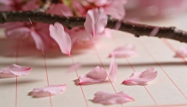 Scattering pale pink cherry blossom petals across cream-lined stationery with woody branch