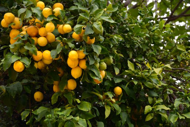 Lemon Tree Laden with Ripe Yellow Lemons in Lush Greenery - Download Free Stock Photos Pikwizard.com