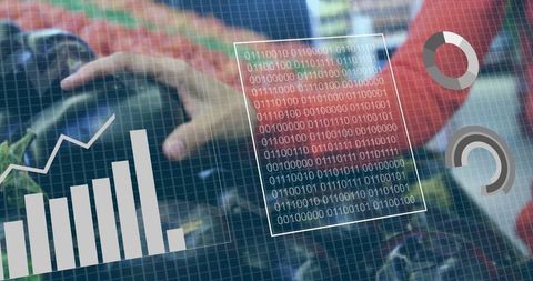 Hand selecting eggplants with digital analytics overlay