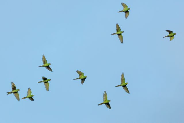 Image captures flock of green parakeets flying in a clear blue sky, highlighting their spread wings and natural beauty. Ideal for nature and wildlife publications, educational materials about bird species, and promotional content for eco-tourism or bird watching activities.