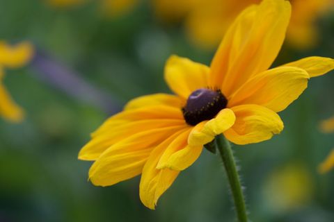Vibrant yellow flower in bloom with blurred green background