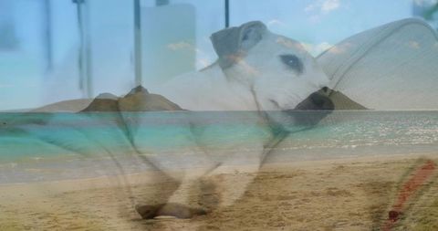 Resting light-colored dog blending with turquoise beach double exposure, serene coastal lifestyle