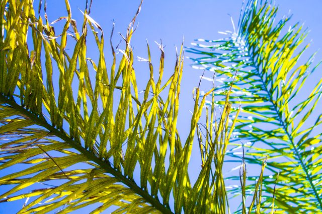 Vibrant palm tree leaves basking in sunlight with a clear blue sky in the background. Ideal use for illustrating tropical destinations, nature themes, serene outdoor environments, and summer promotions.