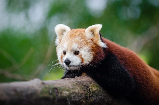 Adorable Red Panda Resting on Tree Branch in Natural Habitat - Download Free Stock Photos Pikwizard.com