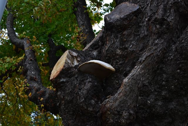 Close-up view of robust tree trunk featuring a noticeable mushroom growing from the bark and recently pruned branches. Ideal for use in studies related to botany, forestry, and nature conservation. Suitable for educational materials and outdoor lifestyle products.