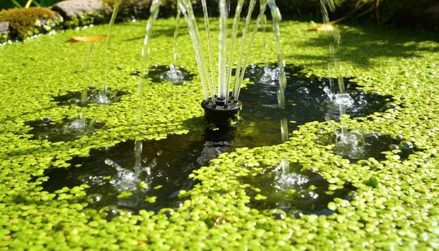 Fountain nozzle spraying jets over duckweed pond, sunlight sparkling on green ripples