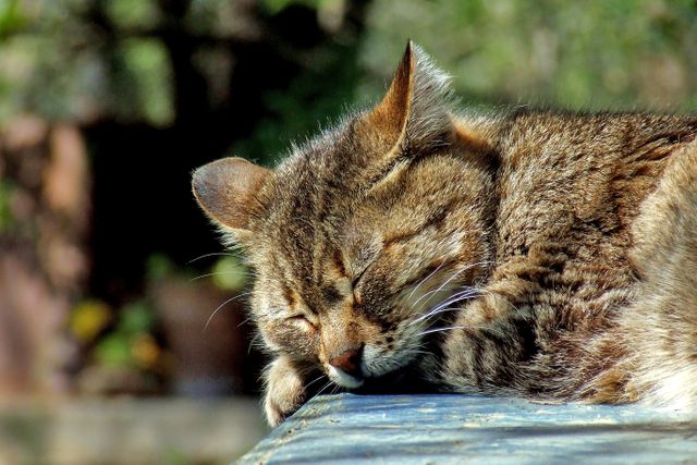 Tabby Cat Sleeping Peacefully in Sunlight Outdoors - Download Free Stock Photos Pikwizard.com