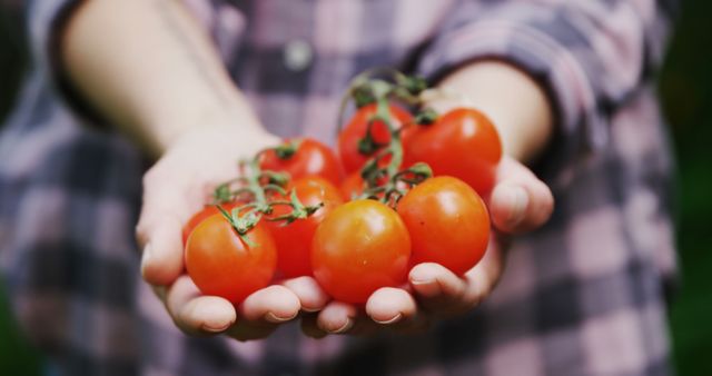 Farmer holding freshly harvested cherry tomatoes in hands. Ideal for use in marketing materials related to gardening, organic farming, fresh produce, sustainable agriculture, and healthy eating. Also suitable for eco-friendly packaging design or educational content about agriculture.