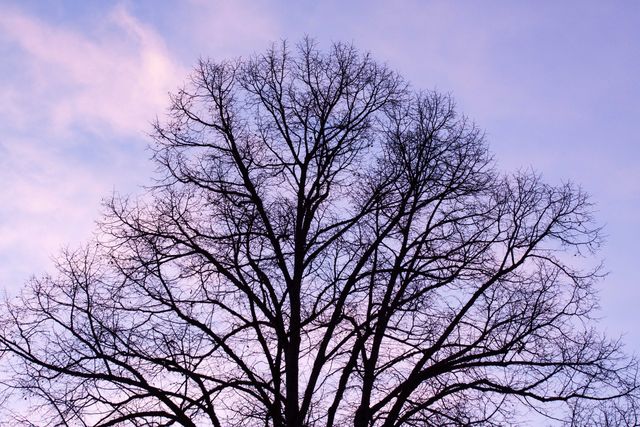 Silhouette of leafless tree branches during pastel-hued sunset. Ideal for nature-themed projects, backgrounds for inspirational quotes, and seasonal designs. Useful in presentations reflecting tranquillity and natural beauty.