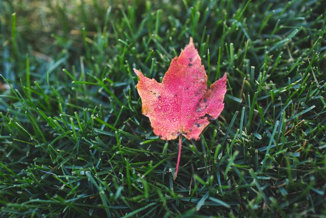 Bright Red Maple Leaf on Green Grass in Autumn - Download Free Stock Photos Pikwizard.com