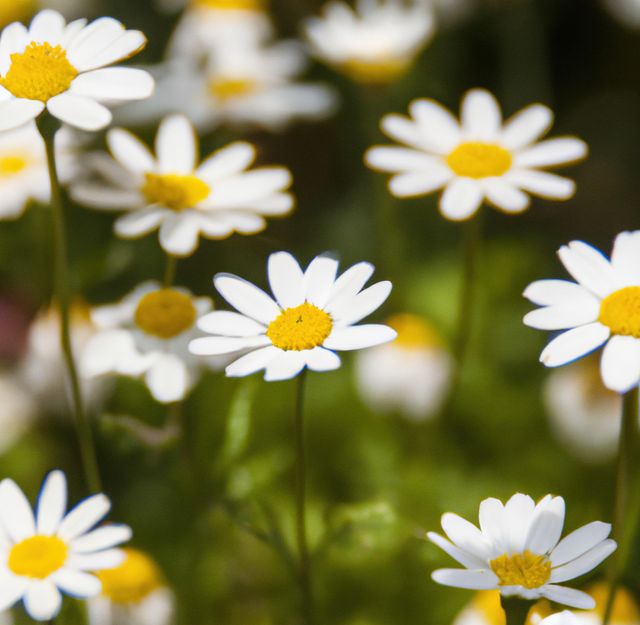 Close up of multiple white daisies over grass and blurred background. Spring, nature and growth concept.