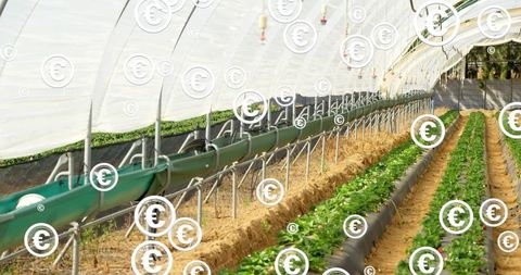Growing strawberries in polytunnel raised beds with gutter irrigation for higher yields