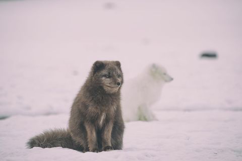 Cute Arctic Fox Relaxing on Snowy Meadow