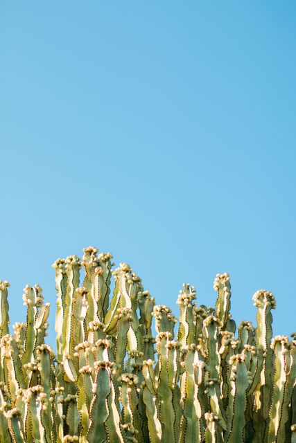 Vivid depiction of a tall cluster of cacti against an unclouded blue sky in bright sunlight. Ideal for use in travel and nature blogs, environmental presentations, botanical studies, and outdoor adventure advertisements.
