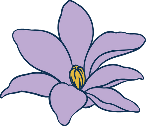 Lavender flower blooming with yellow stamen on transparent background