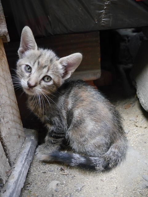 Small, striped kitten sitting on dusty ground outdoors, showing curiosity with its head tilted. Ideal for use in articles or promotions related to animal adoption, cat care, and showcasing the charm of younger feline companionship.