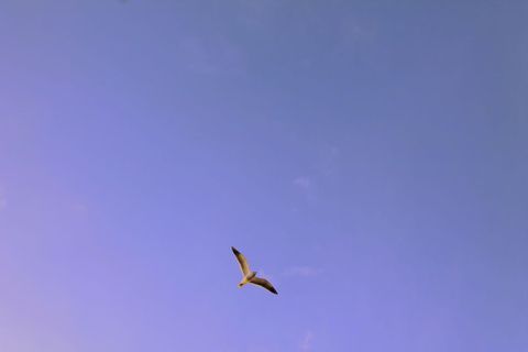 Seagull Gliding Over Open Sky at Twilight Purple Blue Gradient Minimal Coastal Freedom