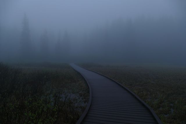 Foggy Forest Boardwalk in Early Morning Mist - Download Free Stock Images Pikwizard.com