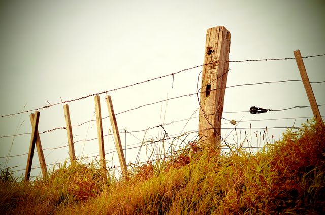 Depicts an old wooden fence post with rusted barbed wire in a field. Suggests rural and agricultural themes, highlighting simplicity, rustic living, and countryside life. Suitable for use in articles, blogs, and advertisements focusing on farming, rural heritage, or scenes of solitude.