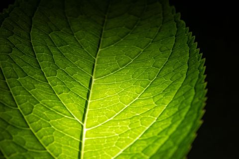 Close-up of lush green birch leaf with veins in sunlight