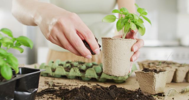 Caucasian woman preparing paper pot with ground and plant of basil on table in kitchen. Spending quality time at home concept.