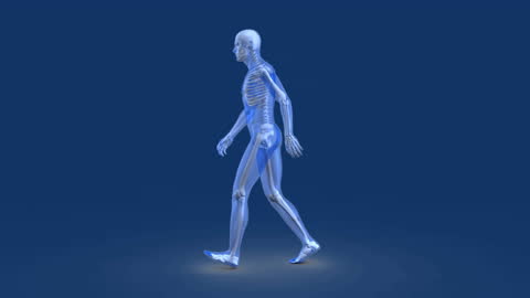 Digitally Designed Human Skeleton Walking Animation