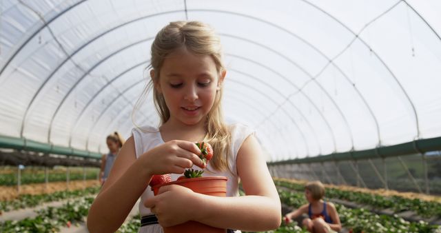 Caucasian girl picking strawberries in a greenhouse, with copy space. Outdoor activity showcases the joy of farming and fresh produce for children.