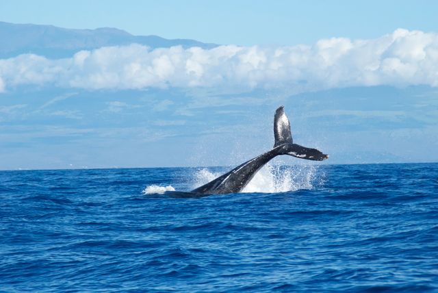 Majestic whale tail emerging from blue ocean waters with horizon and cloudy sky in background. Perfect for eco-tourism campaigns, educational materials about marine life, promoting outdoor water activities, and travel brochures focusing on nature and adventure.