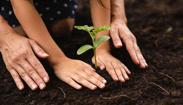 Adult and child hands planting seedling in rich soil nurturing growth and sustainability