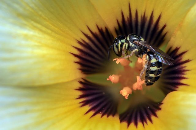 Macro photograph captures detailed view of a bee pollinating yellow flower, ideal for use in educational materials about nature, presentations on pollination process, gardening blogs, environmental awareness campaigns, floral-themed websites, and entomology studies.