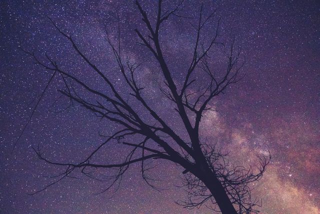 Silhouette of Tree Against Starry Night Sky - Download Free Stock Photos Pikwizard.com