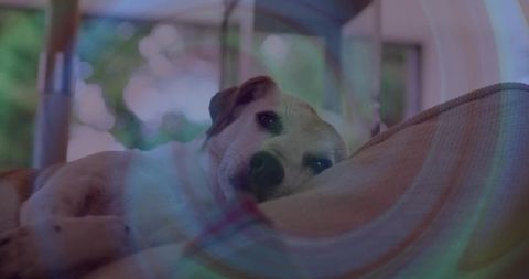 Relaxing dog on porch hammock