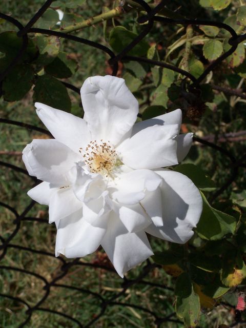 White Rose Blooming by Chain-Link Fence in Sunlight - Download Free Stock Photos Pikwizard.com