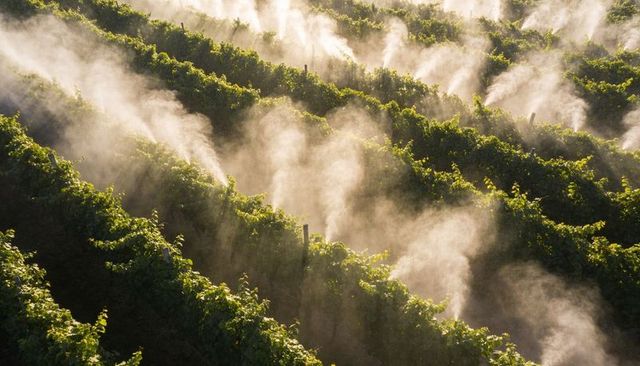 Backlit terraced vineyard misting at sunrise, sunlit grape vines releasing morning mist