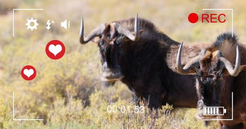 Wildebeests in Savanna with Social Media Interface Graphics