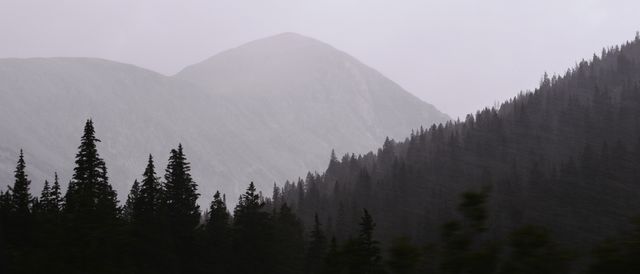Misty Mountain Landscape with Evergreen Forest - Download Free Stock Photos Pikwizard.com