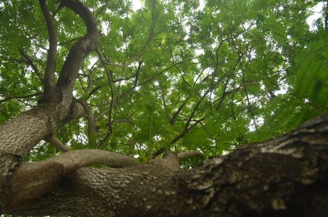 Image depicts a view looking up at a tree trunk and branches with a green canopy of leaves. Suitable for use in nature-related projects, environmental topics, and outdoor-themed articles. Can highlight concepts of growth, natural beauty, and ecological importance.