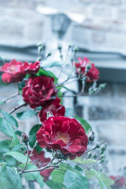 Close-up of vibrant red roses blooming in a garden with a stone wall in the background. Ideal for use in gardening blogs, floral shop advertisements, nature-themed websites, or as a decorative print for home or office spaces. The image highlights the natural beauty and elegance of roses, making it perfect for promoting horticultural activities and romantic occasions.