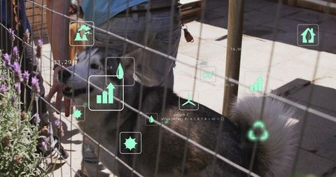 Interacting with Husky Dog at Shelter Through Augmented Reality