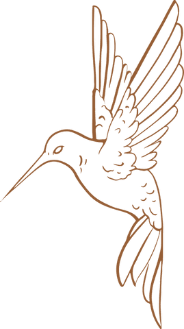 Stylized hummingbird line art on transparent background