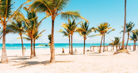 Tropical Beach with Palm Trees and Clear Blue Sky