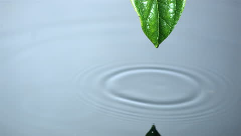 Leaf Droplet Falling into Still Water Creating Soft Ripples