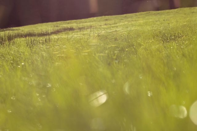 Gentle sunlight bathes a lush green meadow covered in dew, evoking a sense of tranquility in a natural setting. Useful for backgrounds in meditation apps, websites focused on nature or wellness, and print media emphasizing peaceful atmospheres.