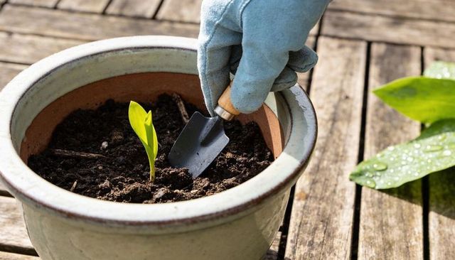 Gloved hand planting green seedling in ceramic pot with trowel on wooden table, wet leaf