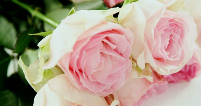 Delicate light pink roses in full bloom, showing intricate petal detail and soft colors. Ideal for use in wedding invitations, romantic greeting cards, floral-themed artwork, or as part of a gardening and nature campaign. Perfect for conveying themes of romance, elegance, and natural beauty.