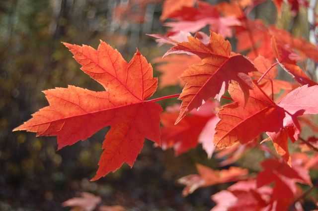 Vibrant red maple leaves capture the essence of autumn. Ideal for backgrounds, seasonal projects, nature-themed designs, and environmental awareness campaigns.